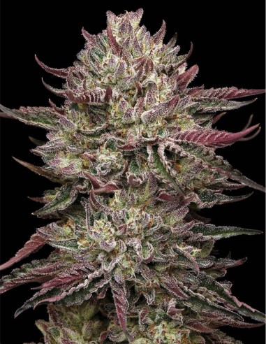 Chicken n’ Wafflez Samen (Humboldt) 🧇 Exotischer Hybrid