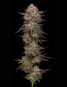Graines Chicken n’ Wafflez (Humboldt) 🧇 Hybride Exotique 2