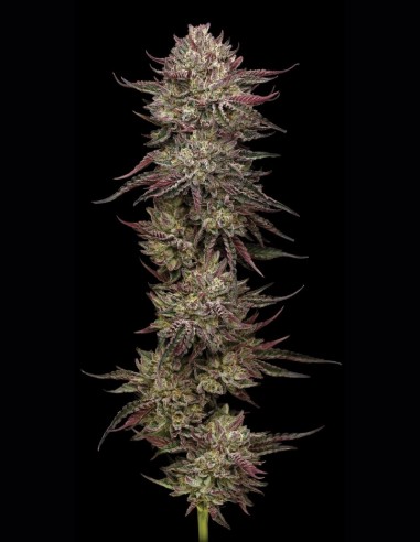 Chicken n’ Wafflez Samen (Humboldt) 🧇 Exotischer Hybrid