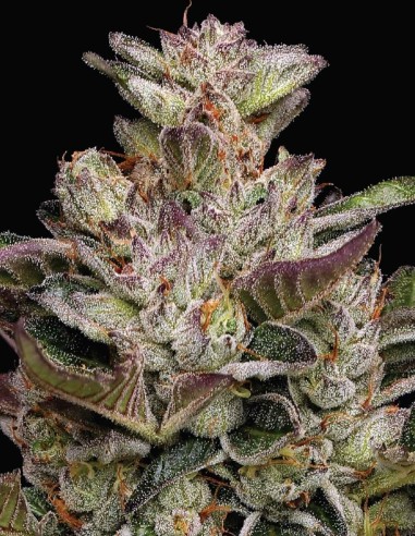 Donutz Seeds (Humboldt) 🍩 30% THC Sweet Fuel