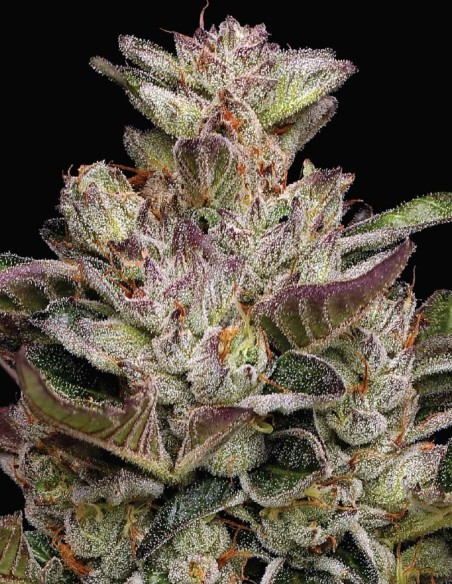 Donutz Seeds (Humboldt) 🍩 30% THC Sweet Fuel