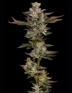 Donutz Seeds (Humboldt) 🍩 30% THC Sweet Fuel 2