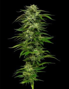 Semillas Dream Queen (Humboldt) 🍋 Sativa Energizante