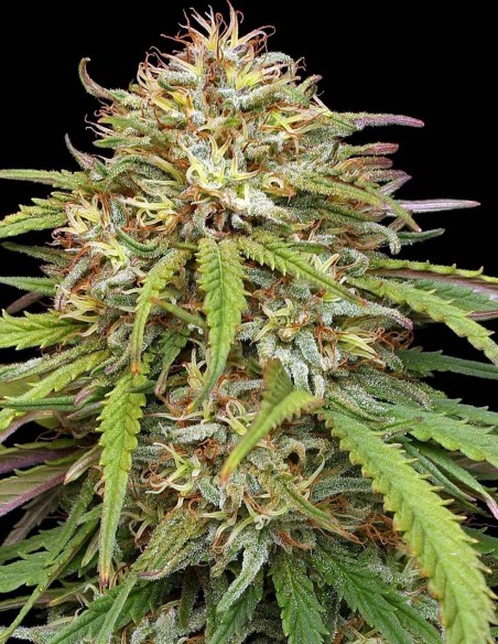 Ed Rosenthal’s Super High Life Seeds (Humboldt) 🌱 25% THC