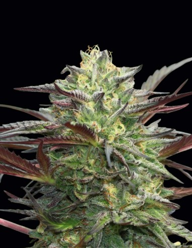 G.S. Cookies Seeds (Humboldt) 🍊 28% THC Orange