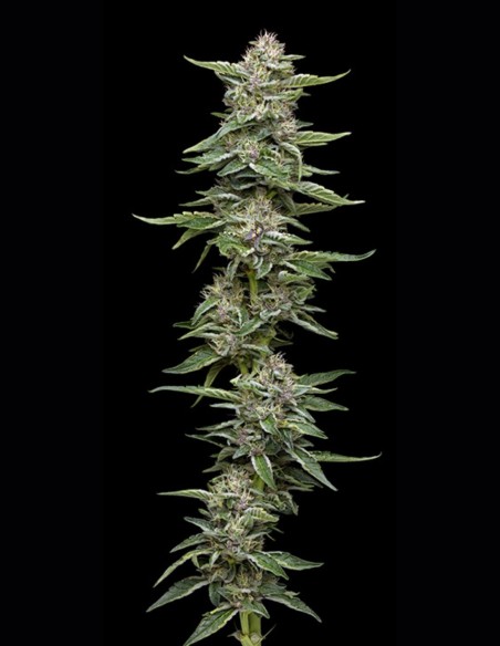 Garlic Budder Seeds (Humboldt) 🧄 Heavy Indica