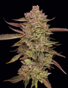Gazzurple Seeds (Humboldt) 💥 33% THC Diesel