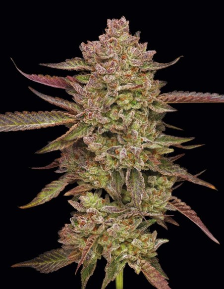 Gazzurple Seeds (Humboldt) 💥 33% THC Diesel