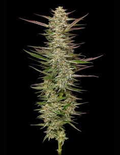 Gazzurple Seeds (Humboldt) 💥 33% THC Diesel 2