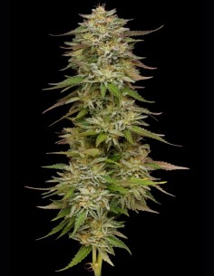 Golden Sands Seeds (Humboldt) 💥 35% THC Funk