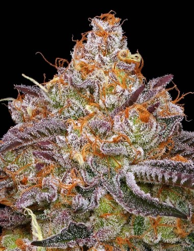 Granny Candy Seeds (Humboldt) 🍬 30% THC Candy