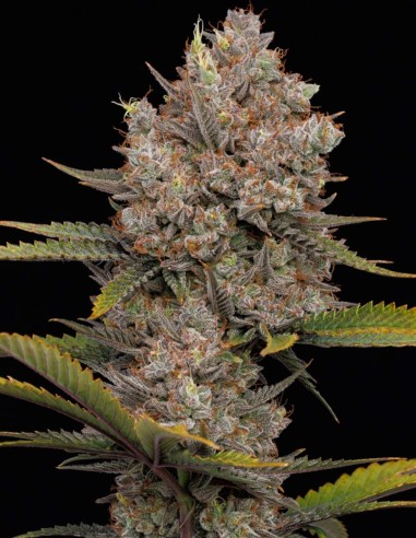 Semillas Hella Jelly (Humboldt) 🥭 Fruta Dulce