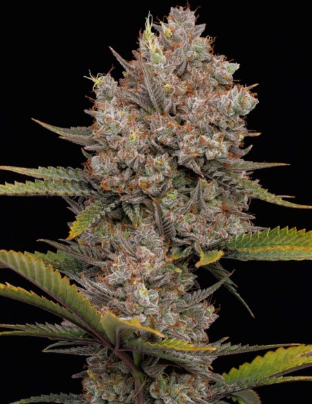 Semillas Hella Jelly (Humboldt) 🥭 Fruta Dulce