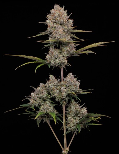 Semillas Hella Jelly (Humboldt) 🥭 Fruta Dulce