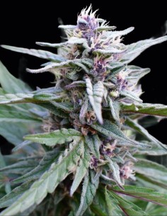 Semillas Hi-Biscus (Humboldt) 🌴 Terpenos Tropicales