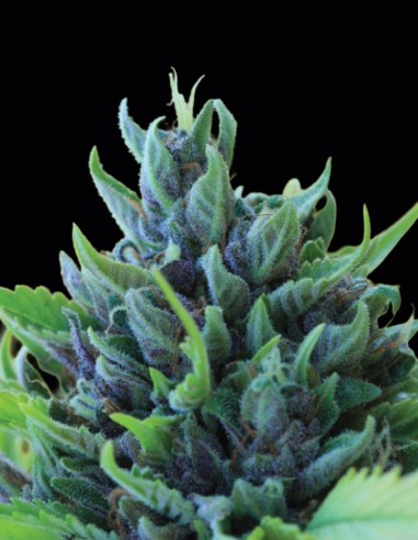 Humboldt Dream Seeds (Humboldt) 🌿 27% THC Relax