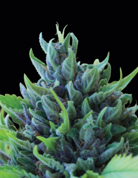 Humboldt Dream Seeds (Humboldt) 🌿 27% THC Relax