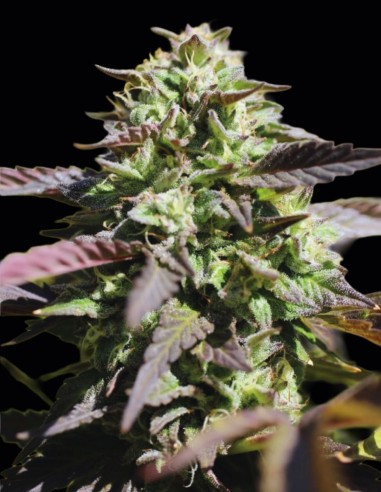 Humboldt Headband Seeds (Humboldt) 🍋 Classic Hybrid