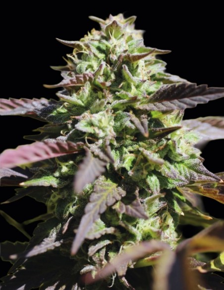 Humboldt Headband Seeds (Humboldt) 🍋 Classic Hybrid