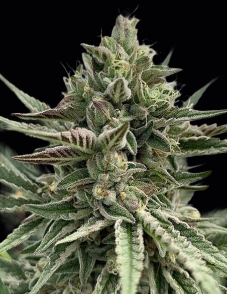 Semillas Humboldt Pound Cake (Humboldt) 🍰 30% THC