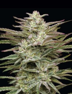 Graines Jelly Donutz (Humboldt) 🍩 Dessert 35% THC