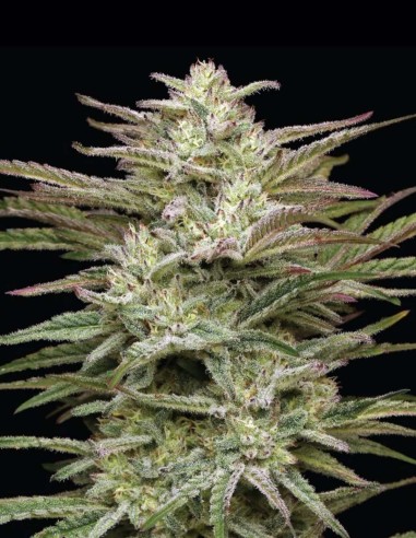 Graines Jelly Donutz (Humboldt) 🍩 Dessert 35% THC