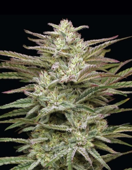 Graines Jelly Donutz (Humboldt) 🍩 Dessert 35% THC