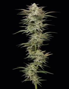 Graines Jelly Donutz (Humboldt) 🍩 Dessert 35% THC 2