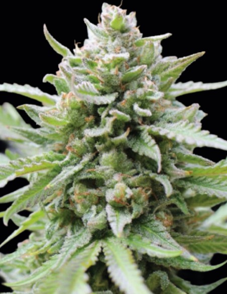 Lemongrass Seeds (Humboldt) 🍋 30% THC Citrus