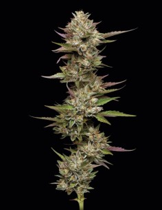 Moon Fog (Humboldt Seed Company) 🌕 Défonce Cosmique et Saveur 2