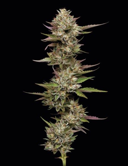 Moon Fog Strain (Humboldt Seed Company) 🌕 Cosmic High & Flavor