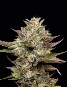 Moon Fog (Humboldt Seed Company) 🌕 Défonce Cosmique et Saveur