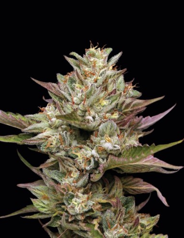 Moon Fog Strain (Humboldt Seed Company) 🌕 Cosmic High & Flavor