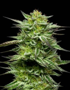 Semillas Mountaintop Mint (Humboldt) 🌿 Mentolado 30% THC