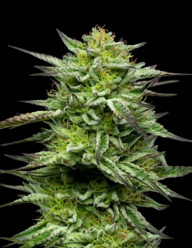Mountaintop Mint Seeds (Humboldt) 🌿 Minty 30% THC