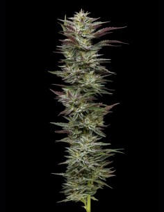 Semillas Notorious THC (Humboldt) 💥 Monstruo de Resina