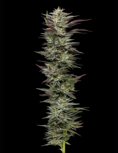 Notorious THC Seeds (Humboldt) 💥 Resin Monster