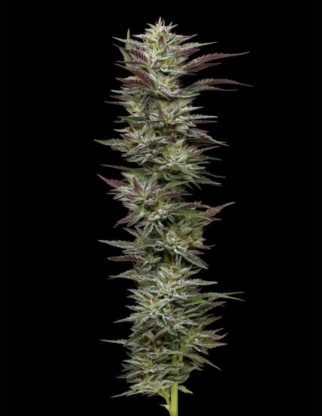 Notorious THC Seeds (Humboldt) 💥 Resin Monster