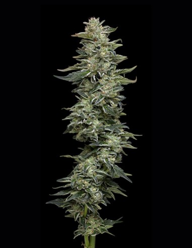 Nutter Budder Seeds (Humboldt) 🥜 30% THC Peanut