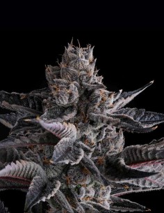 New Money Seeds (Compound Genetics) 💸 Elite 30% THC