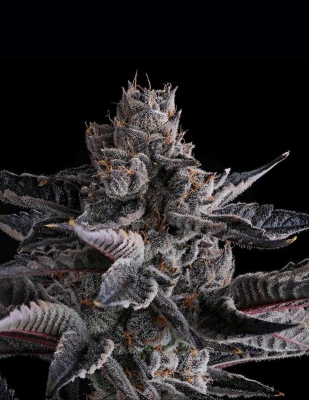 New Money (Compound Genetics) Samen 💸 Elite 30% THC