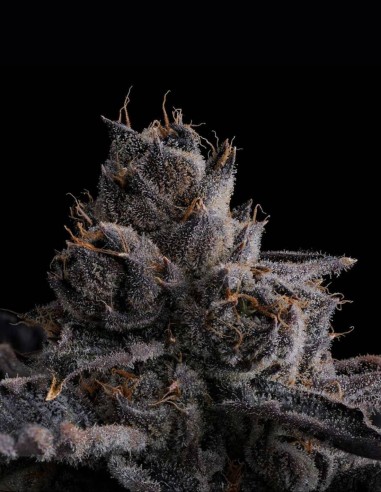 New Money (Compound Genetics) Samen 💸 Elite 30% THC
