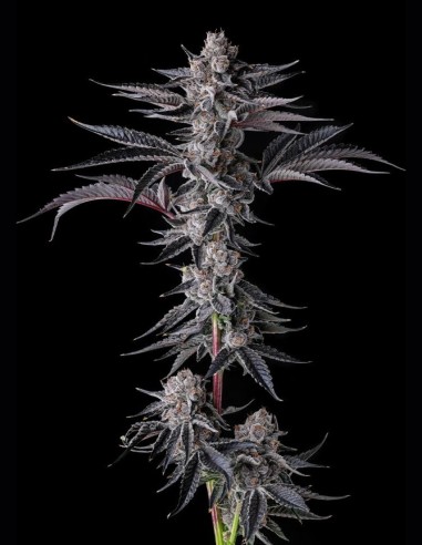 New Money (Compound Genetics) Samen 💸 Elite 30% THC