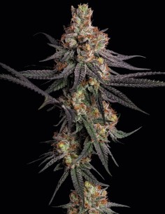 Gulupa Seeds (Paradise) 🌴 Exotic Tropical