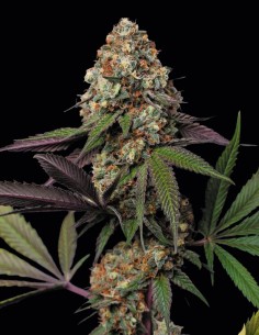 Caramba Seeds (Paradise) 🍊 24% THC Citrus