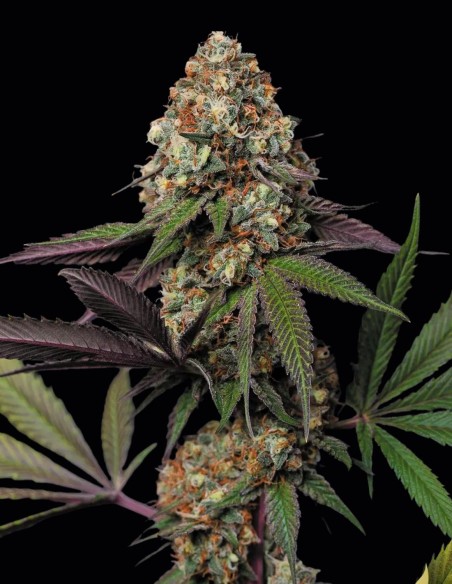 Semi Caramba (Paradise) 🍊 Agrumata 24% THC