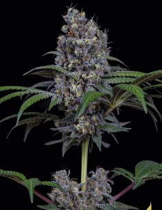 Sweetopia Seeds (Paradise) 🍭 24% THC Candy