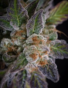 Sweetopia Seeds (Paradise) 🍭 24% THC Candy 2