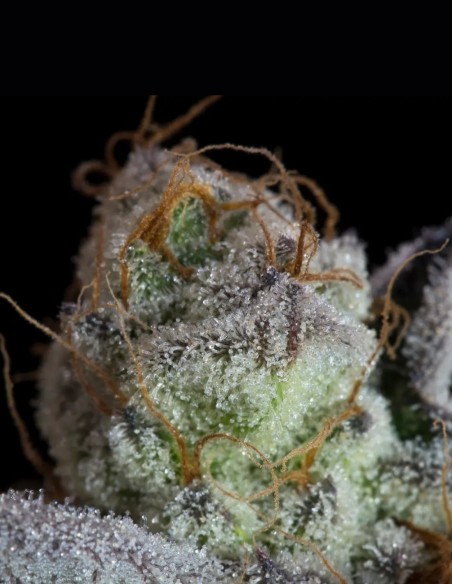 Semillas Sweetopia (Paradise) 🍭 Dulce 24% THC