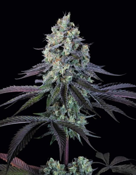 Purple Mints Seeds (Paradise) 🌱 Frosted Indica